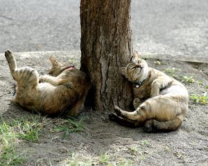 Preview wallpaper cats, tree, lie down