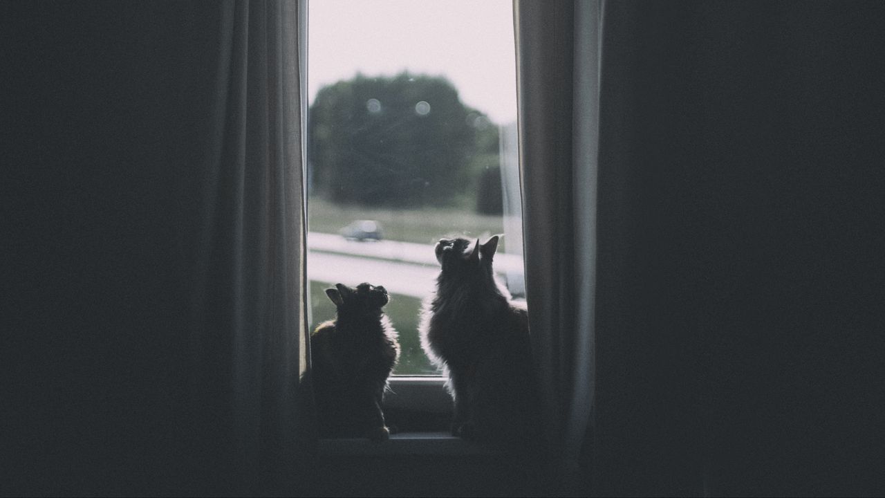 Wallpaper cats, window, animal, dark