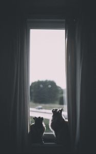 Preview wallpaper cats, window, animal, dark