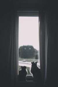 Preview wallpaper cats, window, animal, dark