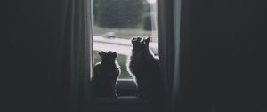 Preview wallpaper cats, window, animal, dark