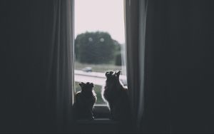 Preview wallpaper cats, window, animal, dark
