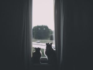 Preview wallpaper cats, window, animal, dark