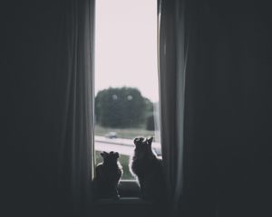 Preview wallpaper cats, window, animal, dark