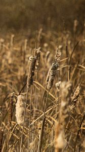 Preview wallpaper cattail, plant, field, macro, brown
