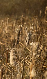 Preview wallpaper cattail, plant, field, macro, brown