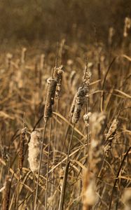 Preview wallpaper cattail, plant, field, macro, brown