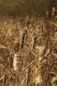 Preview wallpaper cattail, plant, field, macro, brown