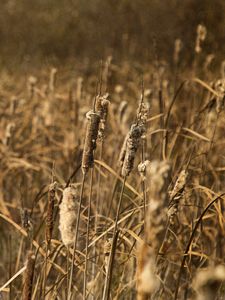 Preview wallpaper cattail, plant, field, macro, brown