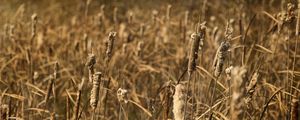 Preview wallpaper cattail, plant, field, macro, brown