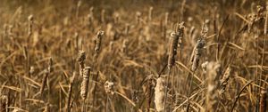 Preview wallpaper cattail, plant, field, macro, brown