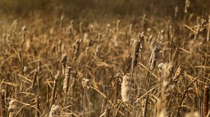 Preview wallpaper cattail, plant, field, macro, brown