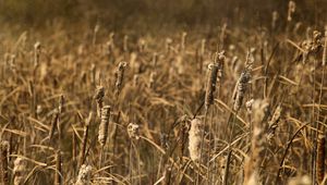 Preview wallpaper cattail, plant, field, macro, brown