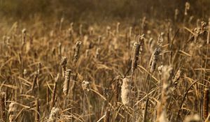 Preview wallpaper cattail, plant, field, macro, brown