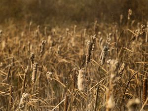 Preview wallpaper cattail, plant, field, macro, brown