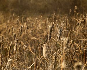 Preview wallpaper cattail, plant, field, macro, brown