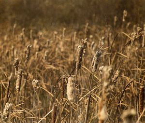 Preview wallpaper cattail, plant, field, macro, brown