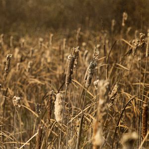 Preview wallpaper cattail, plant, field, macro, brown