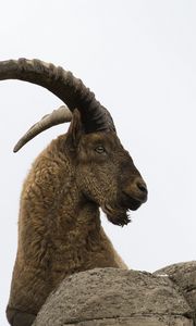 Preview wallpaper caucasian tur, goat, mountain goat, horns