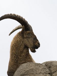 Preview wallpaper caucasian tur, goat, mountain goat, horns