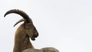 Preview wallpaper caucasian tur, goat, mountain goat, horns