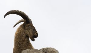 Preview wallpaper caucasian tur, goat, mountain goat, horns