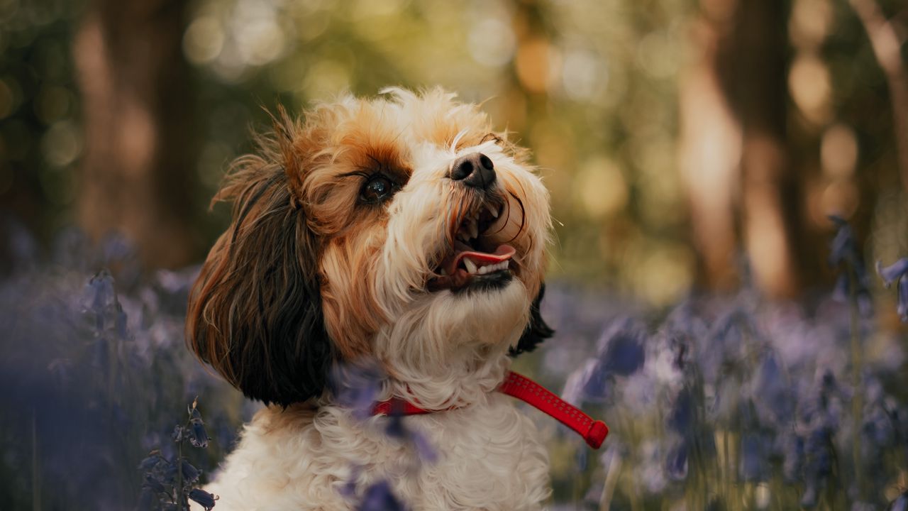 Wallpaper cavachon, dog, puppy, flowers