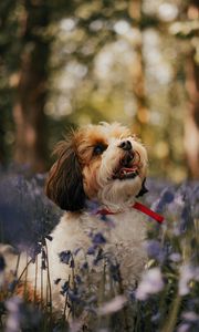 Preview wallpaper cavachon, dog, puppy, flowers