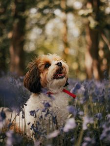 Preview wallpaper cavachon, dog, puppy, flowers