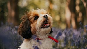 Preview wallpaper cavachon, dog, puppy, flowers