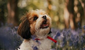 Preview wallpaper cavachon, dog, puppy, flowers