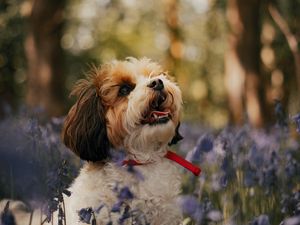 Preview wallpaper cavachon, dog, puppy, flowers