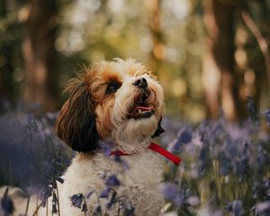 Preview wallpaper cavachon, dog, puppy, flowers