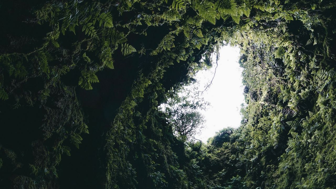 Wallpaper cave, fern, moss, plants, dark