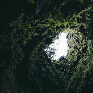 Preview wallpaper cave, fern, moss, plants, dark