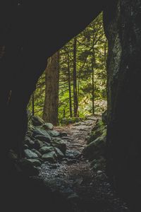 Preview wallpaper cave, forest, trees, stones, path