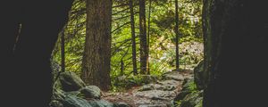 Preview wallpaper cave, forest, trees, stones, path