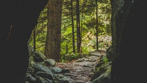 Preview wallpaper cave, forest, trees, stones, path