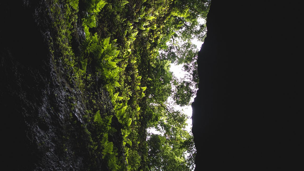 Wallpaper cave, rock, vegetation, fern, trees, dark