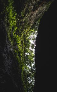 Preview wallpaper cave, rock, vegetation, fern, trees, dark