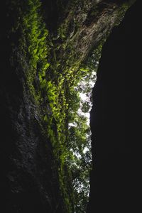 Preview wallpaper cave, rock, vegetation, fern, trees, dark