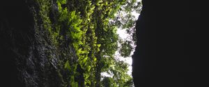 Preview wallpaper cave, rock, vegetation, fern, trees, dark