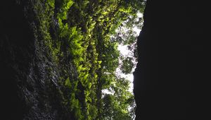 Preview wallpaper cave, rock, vegetation, fern, trees, dark