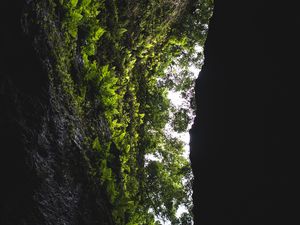 Preview wallpaper cave, rock, vegetation, fern, trees, dark