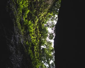 Preview wallpaper cave, rock, vegetation, fern, trees, dark