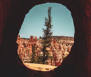 Preview wallpaper cave, tree, canyon, cliff, rocks