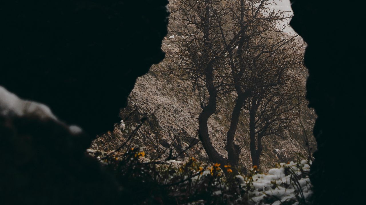 Wallpaper cave, tree, flowers, snow, nature
