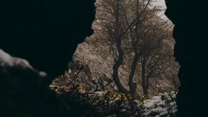 Preview wallpaper cave, tree, flowers, snow, nature