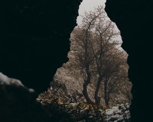 Preview wallpaper cave, tree, flowers, snow, nature