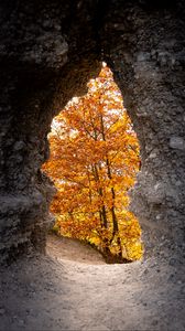 Preview wallpaper cave, trees, yellow, autumn, nature